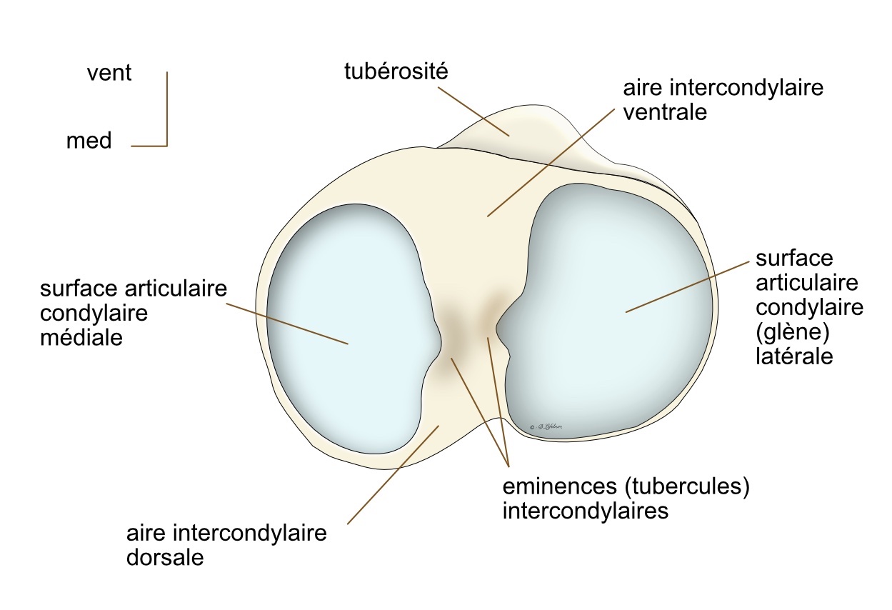  vue craniale de l'épiphyse proximale