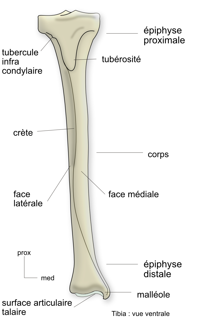  vue ventrale du tibia