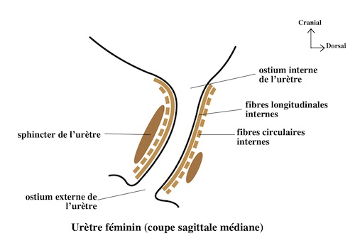 uretre féminin