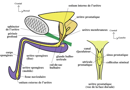 coupe du crane