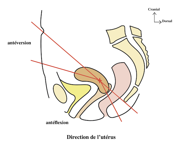 angles de l'uterus