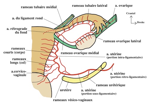 artères de l'uterus