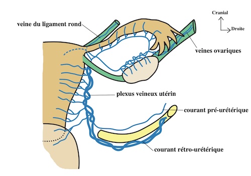 drainage veineux