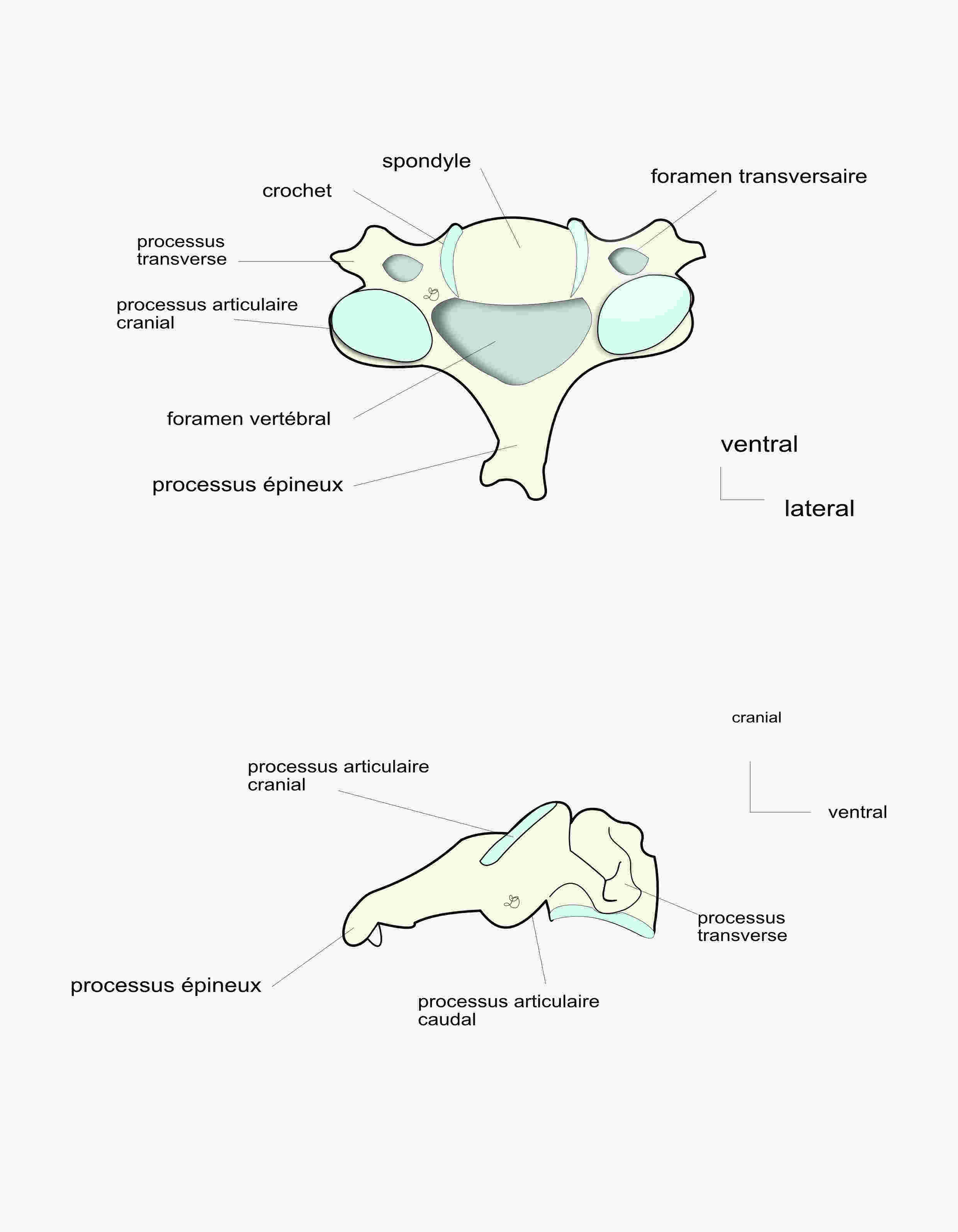 vertèbre cervicale moyenne