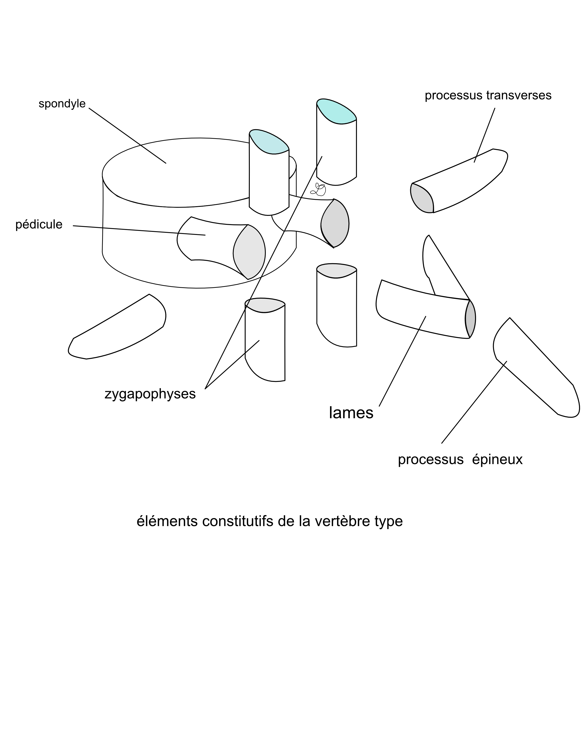 éléments d'une vertèbre