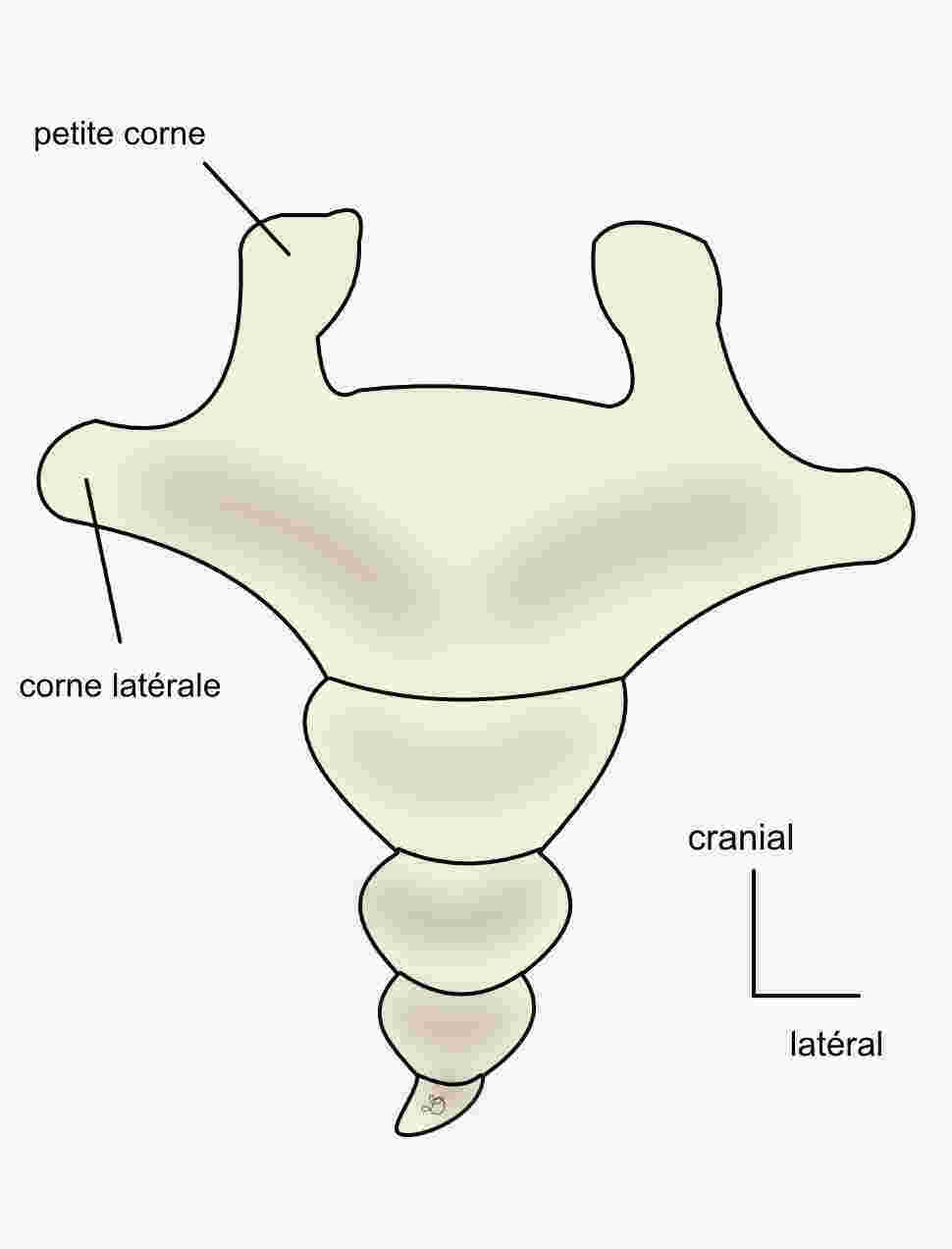 coccyx 