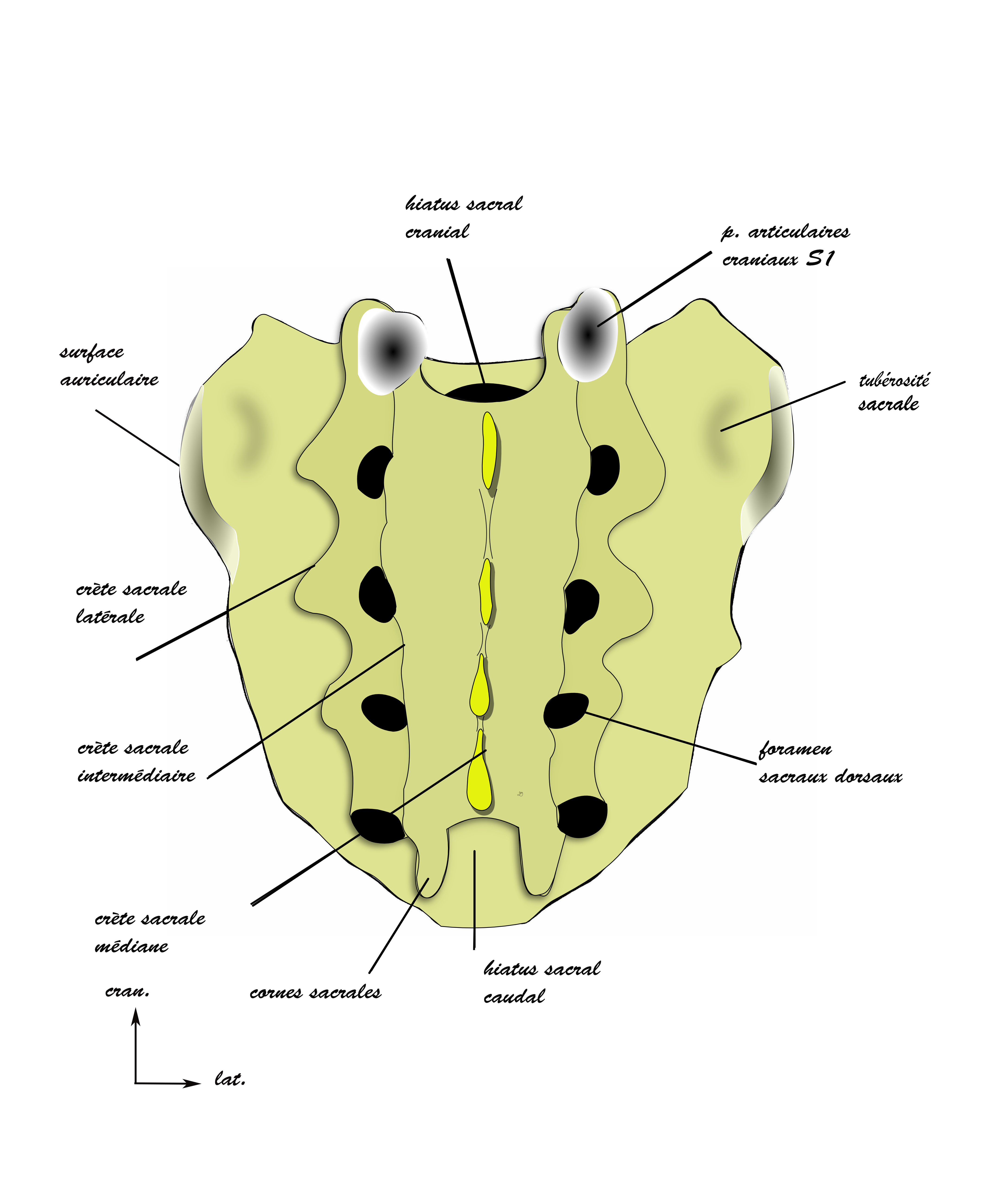 sacrum 