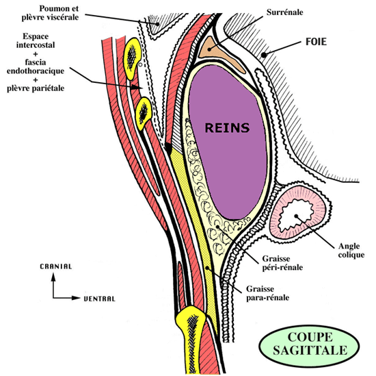 Reins