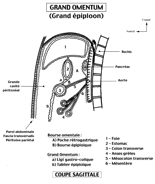 peritoine
