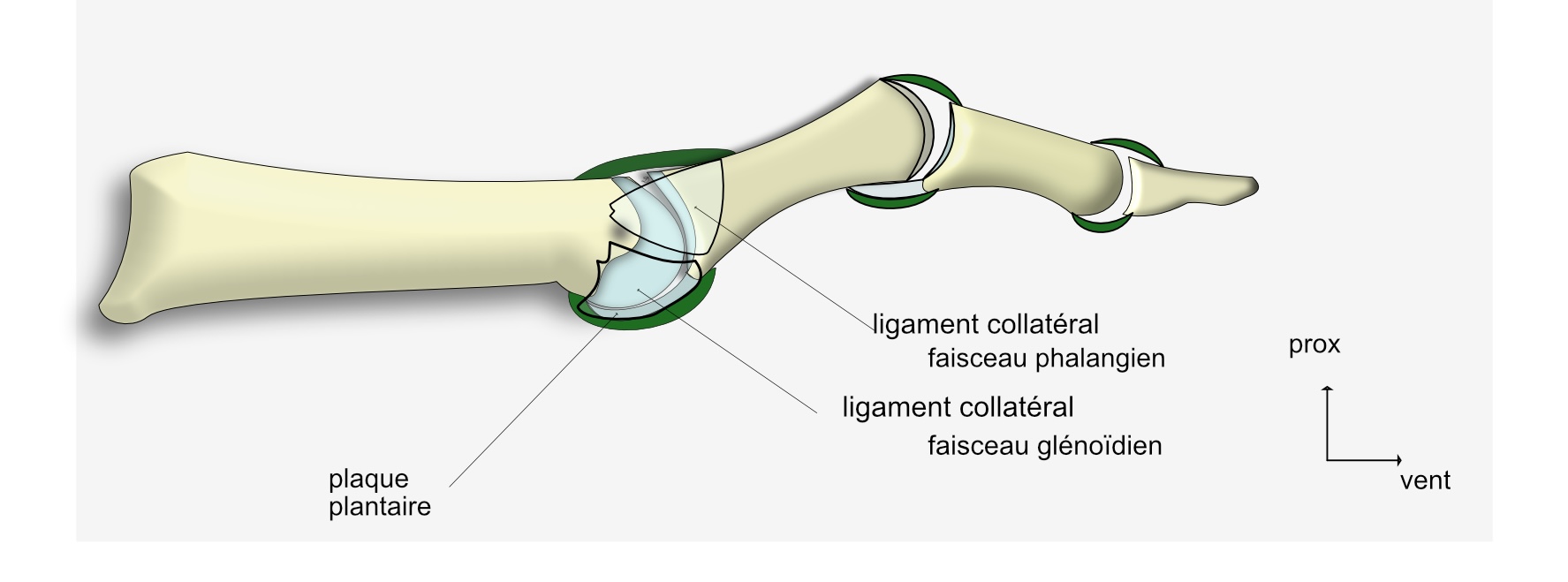 articulation metatarso phalangienne