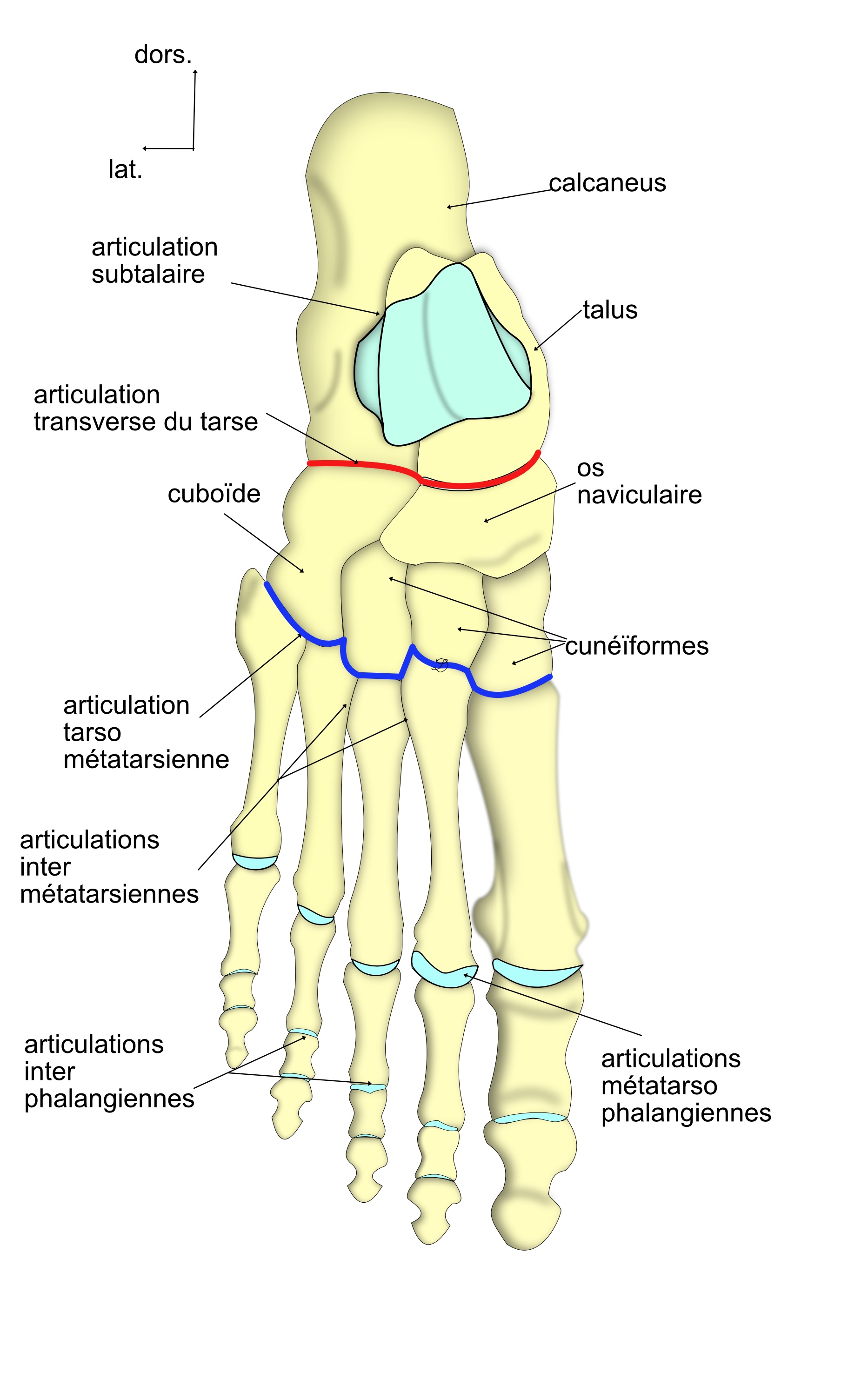 les articulations des os du pied