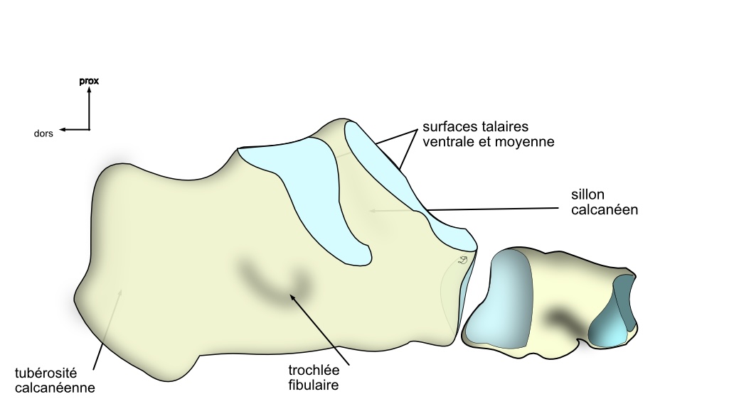 coupe de l'articulation talo-calcaneo-naviculaire