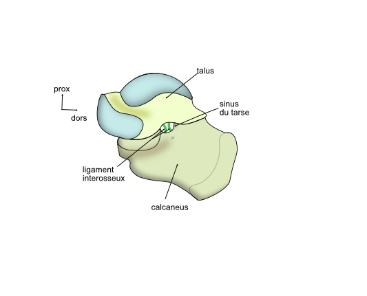 le ligament interosseux de la subtalaire