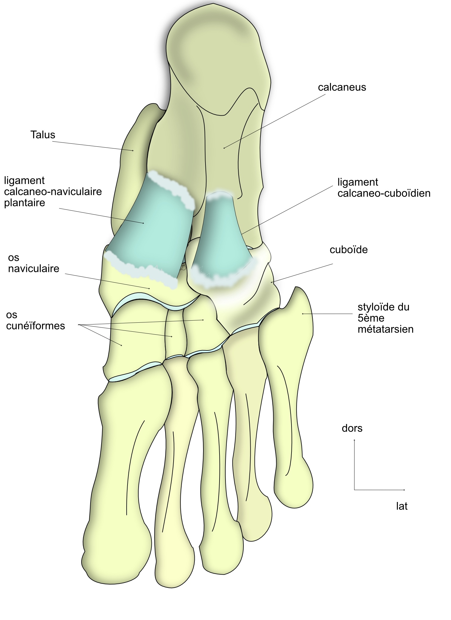 coupe de l'articulation talo-calcaneo-naviculaire