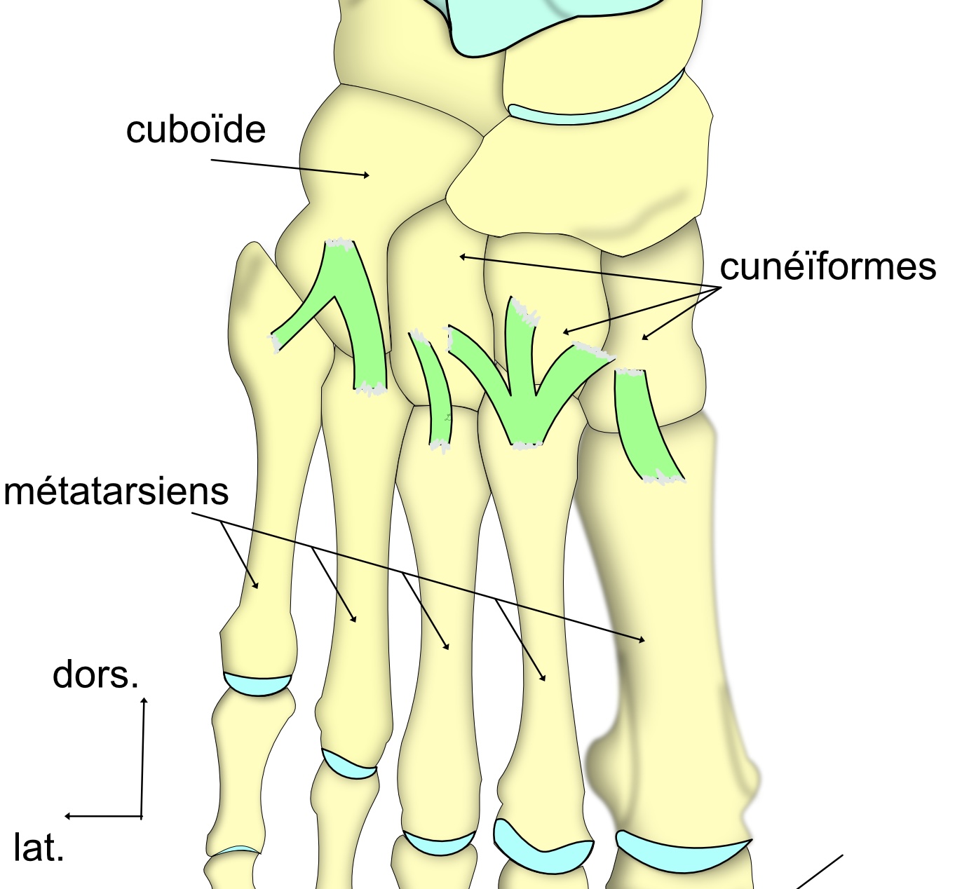 articulation tarso métatarsienne