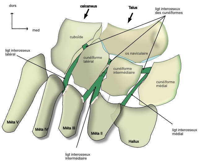 articulation metatarso phalangienne