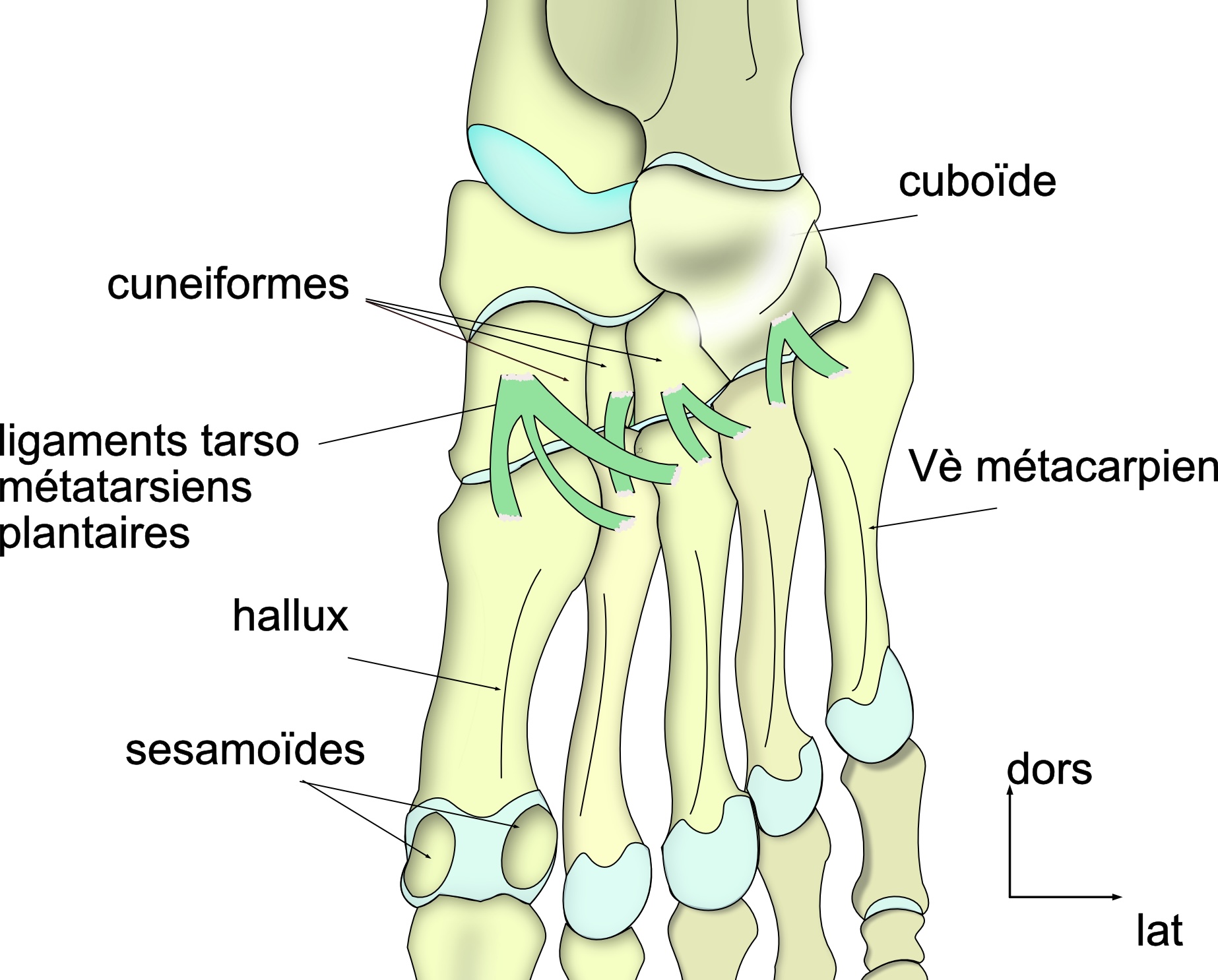 ligaments métatarso phaalangiens ventraux