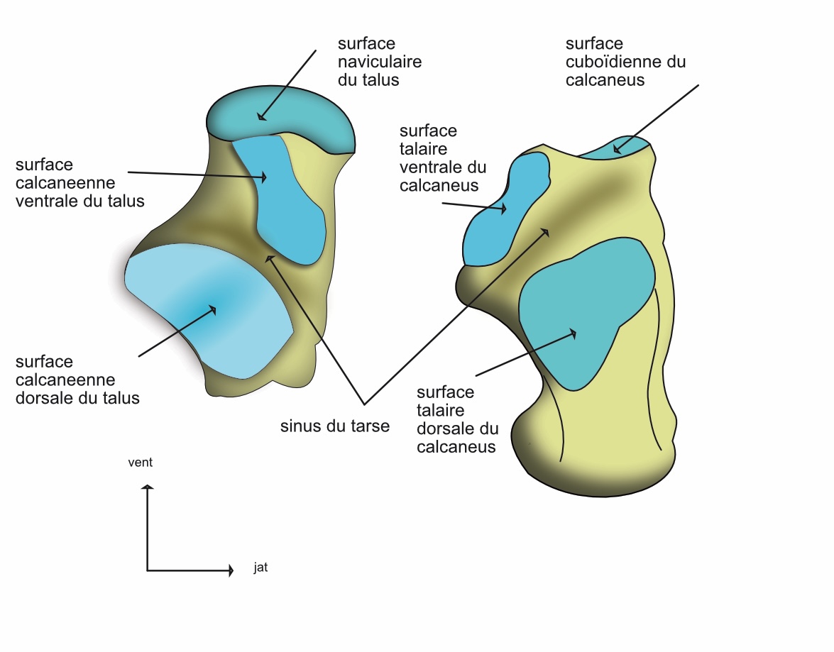 les surfaces articulaires de la sub talaire