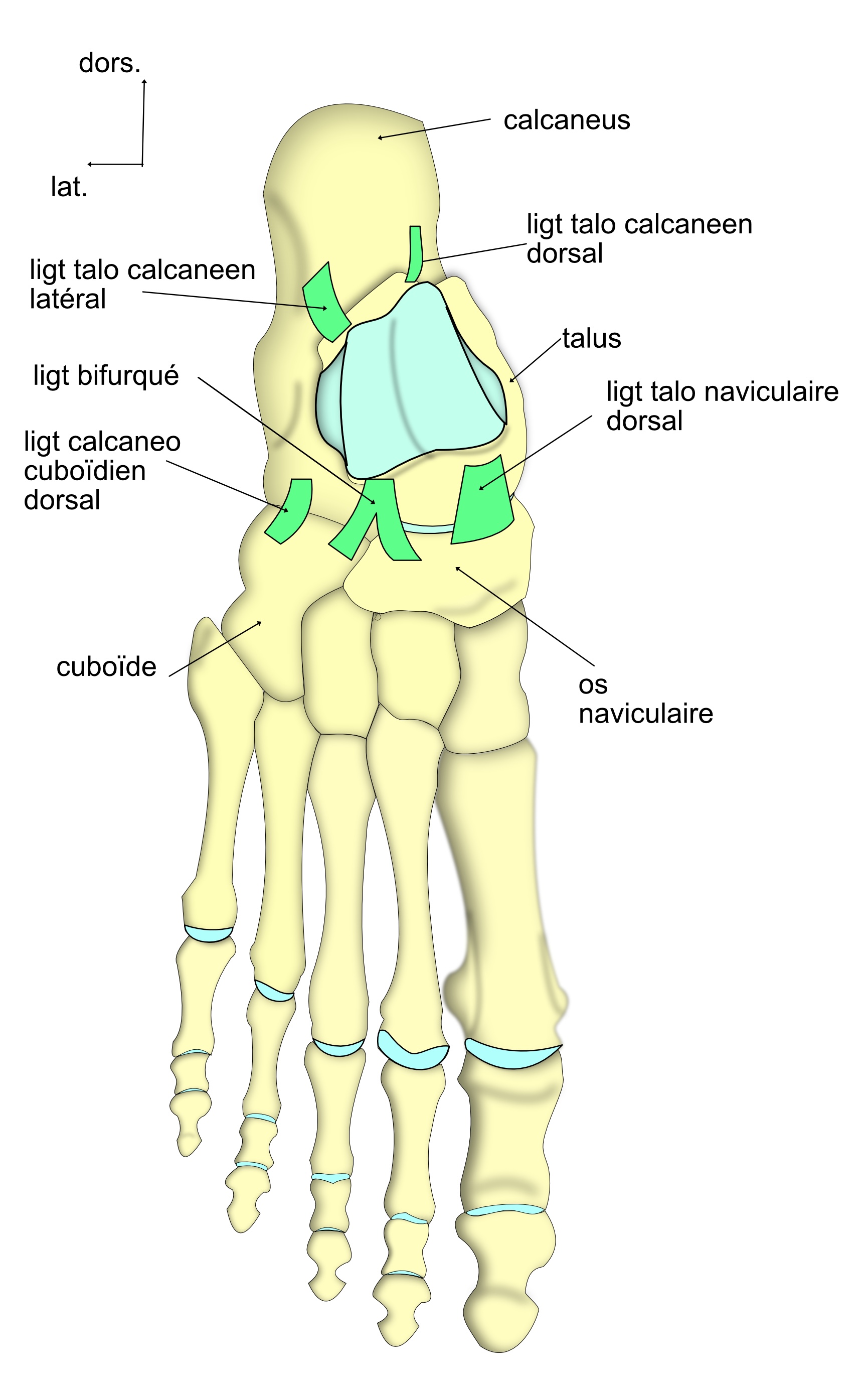 le ligament interosseux de la subtalaire