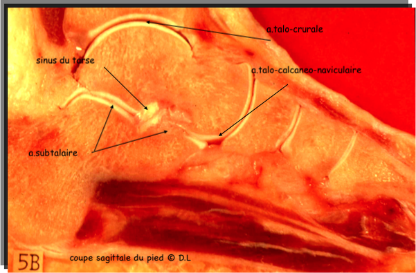 coupe de l'articulation talo-calcaneo-naviculaire