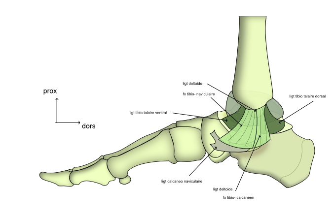 talus vue ventrale