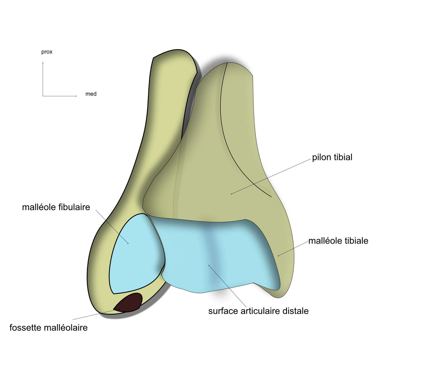 la mortaise tibio fibulaire