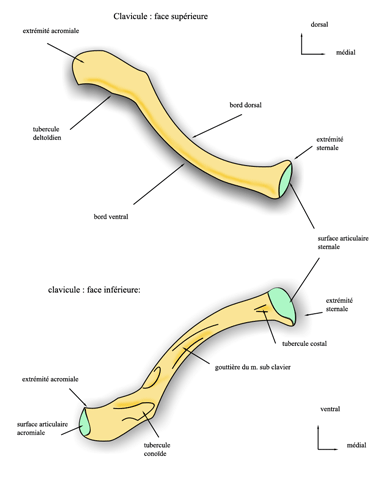 clavicule