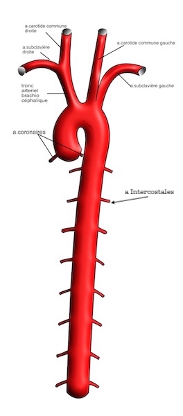 aorte thoraciquee