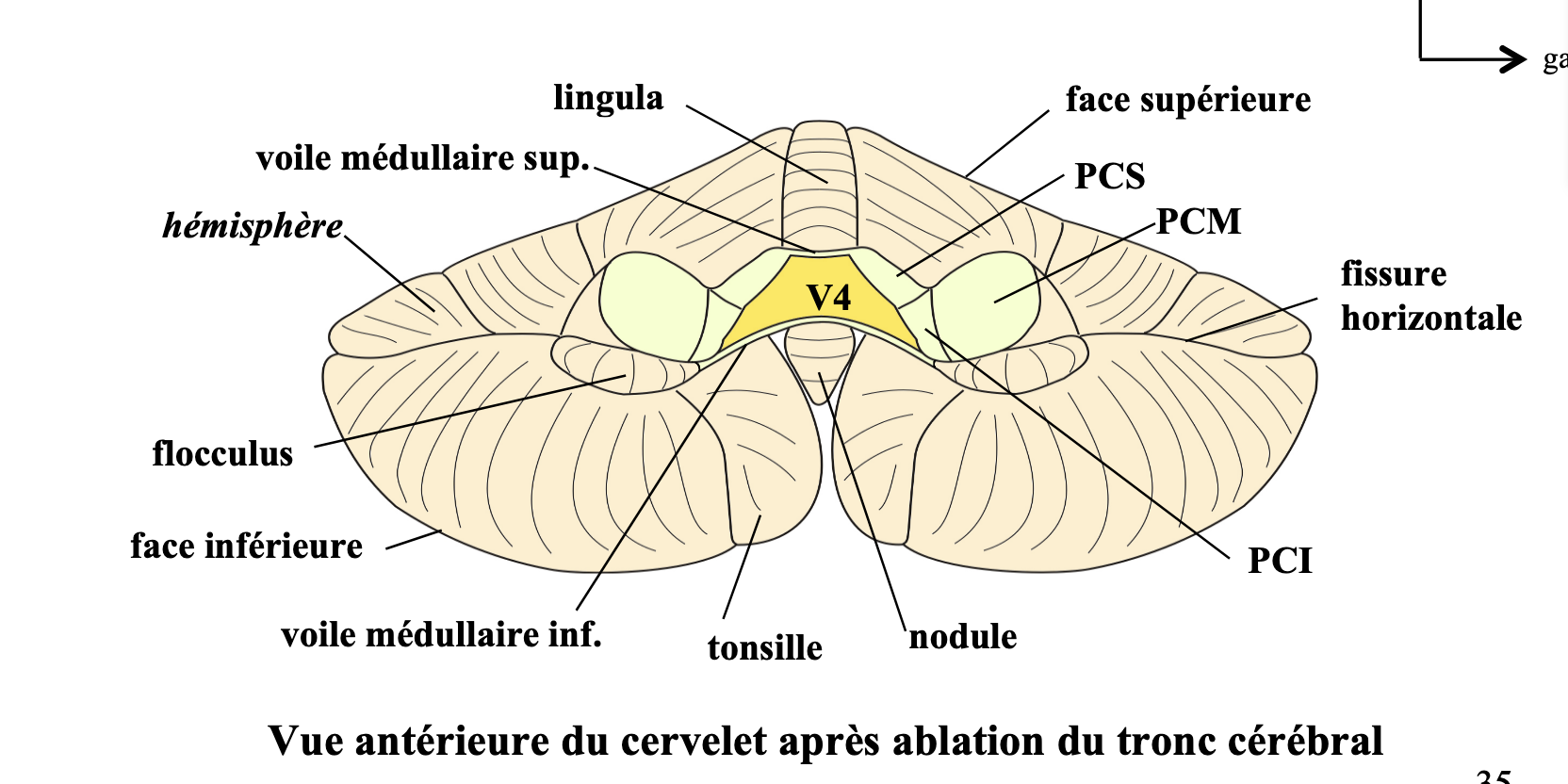 vue endocranienne