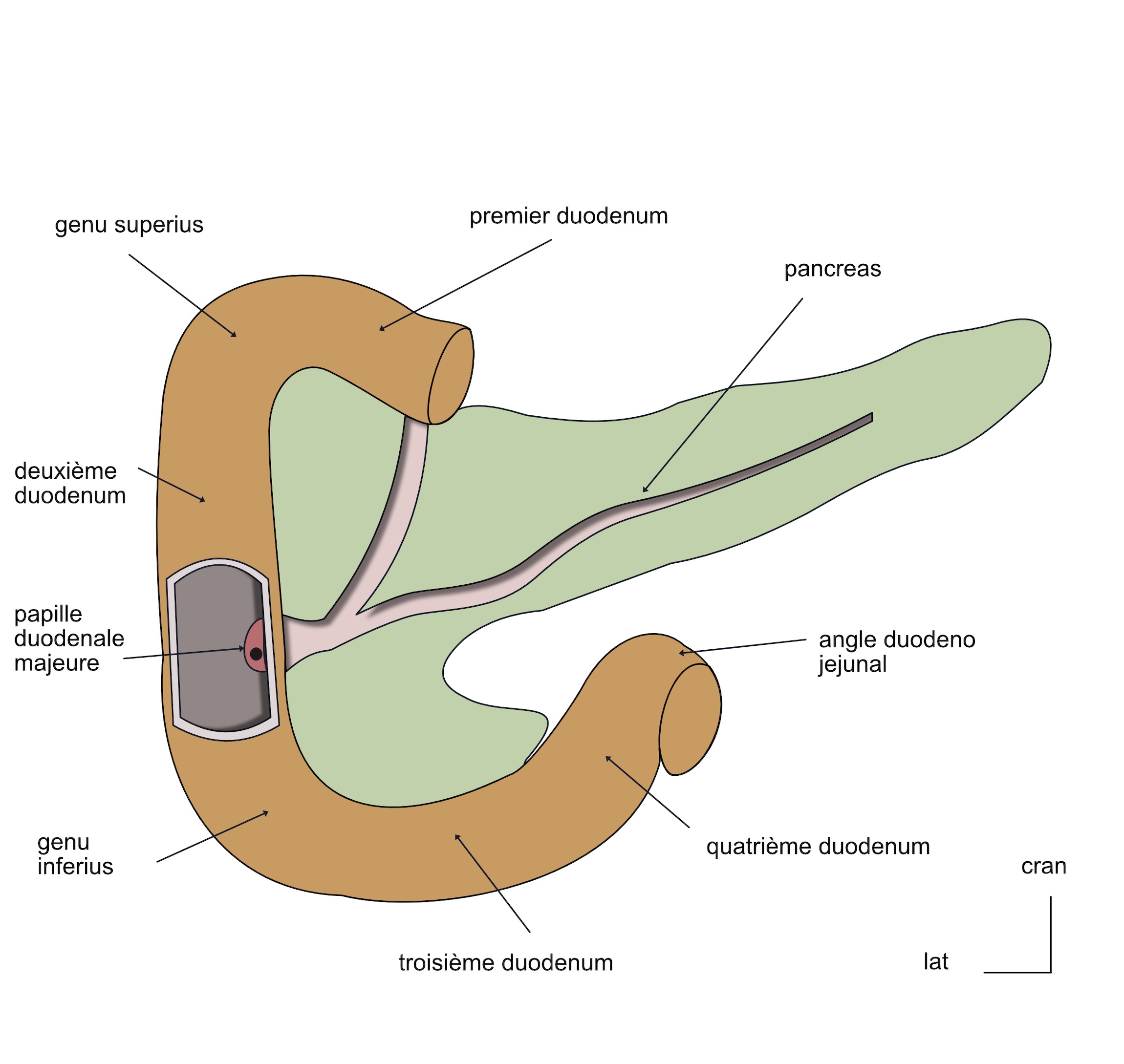 vue endocranienne