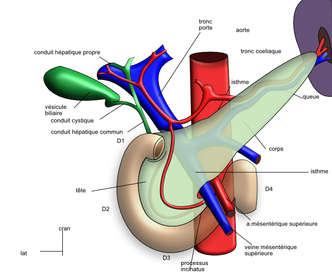 vue exocranienne