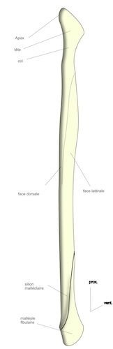 vue ventrale