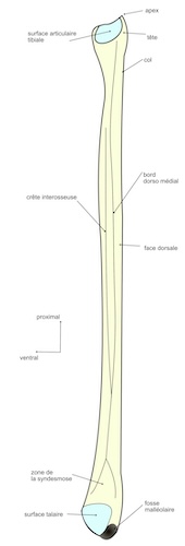 vue dorsale
