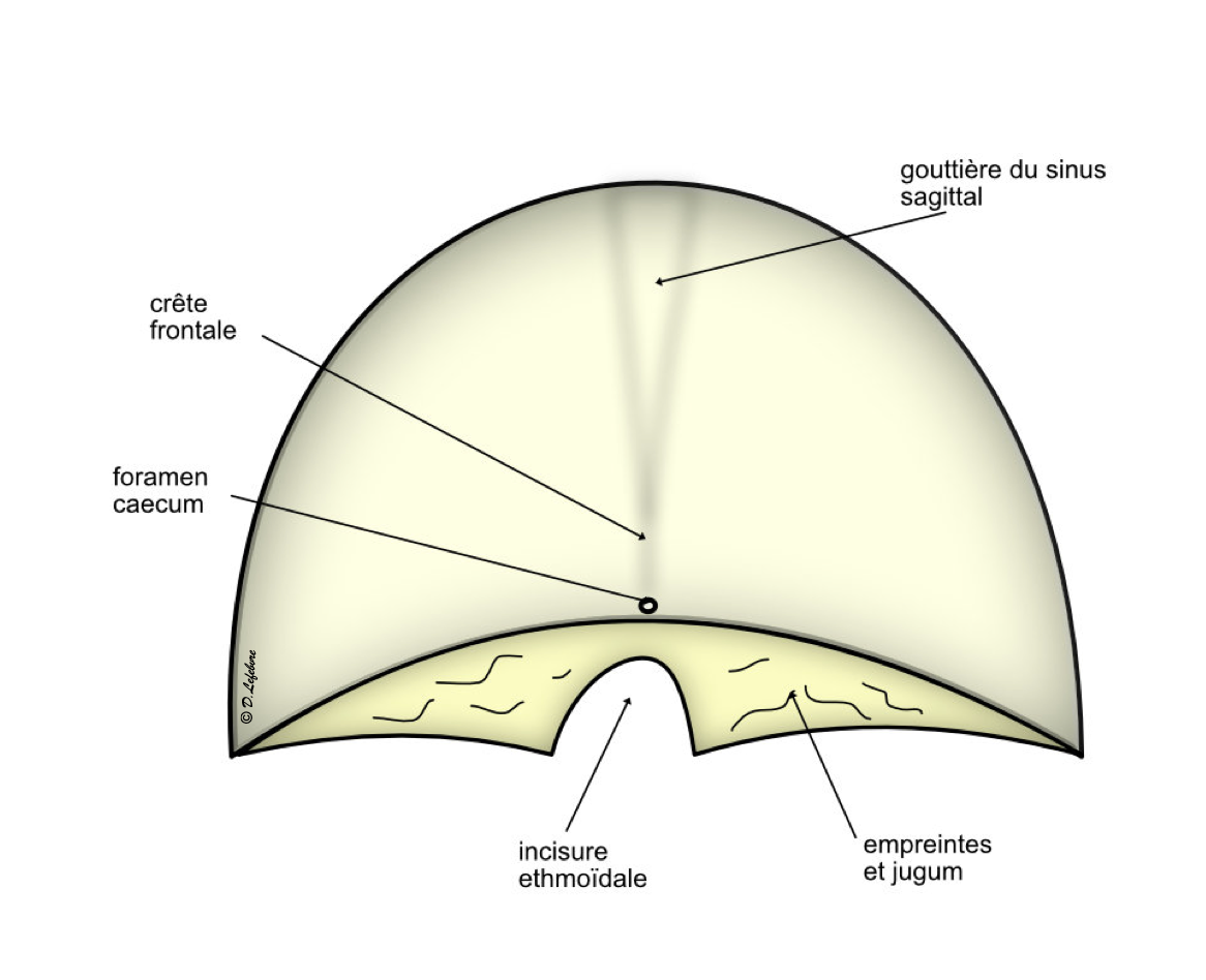 vue endocranienne