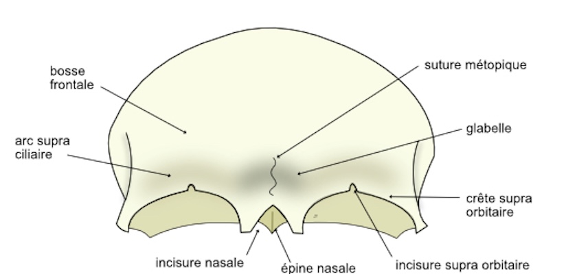 vue exocranienne