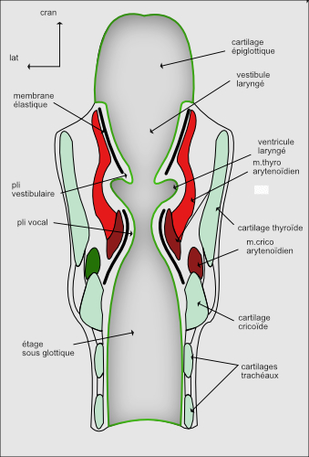 coupe verticale