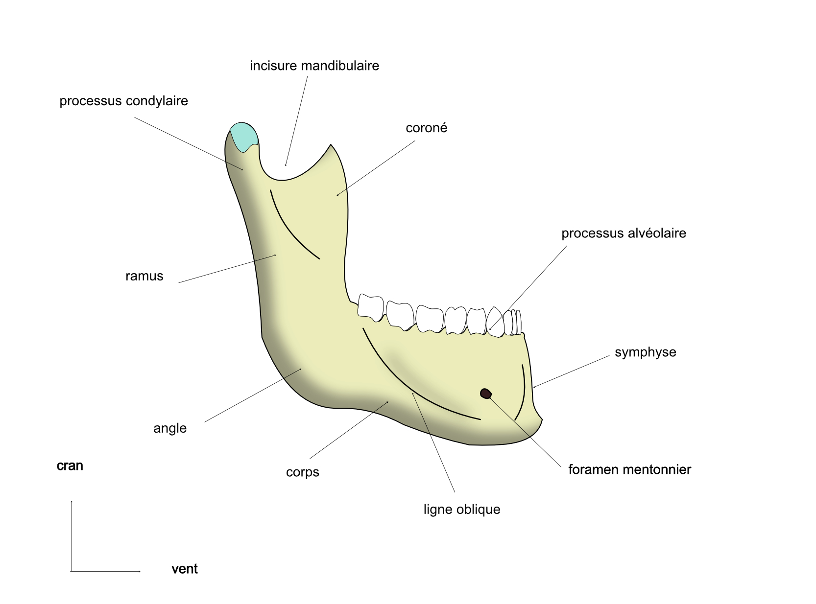 vue exocranienne