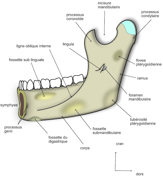vue endocranienne