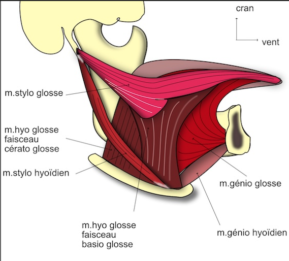 muscles de la langue