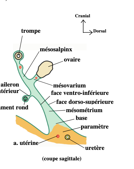 ligament large