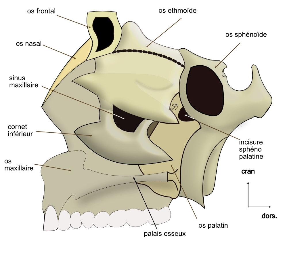 vue exocranienne