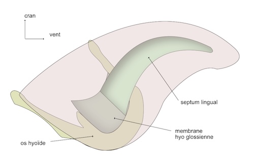 septum lingual