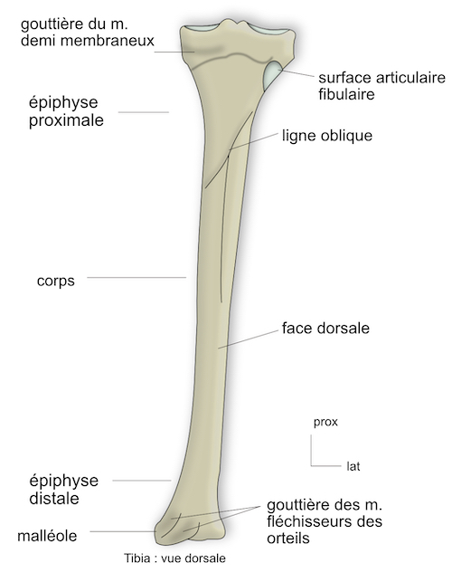 vue dorsale