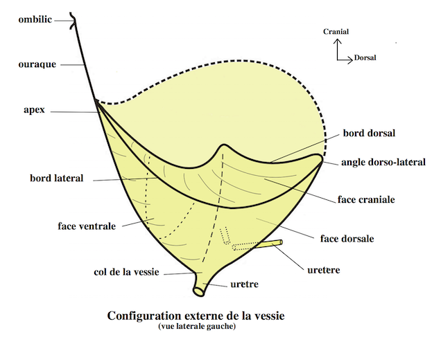vue ventrale