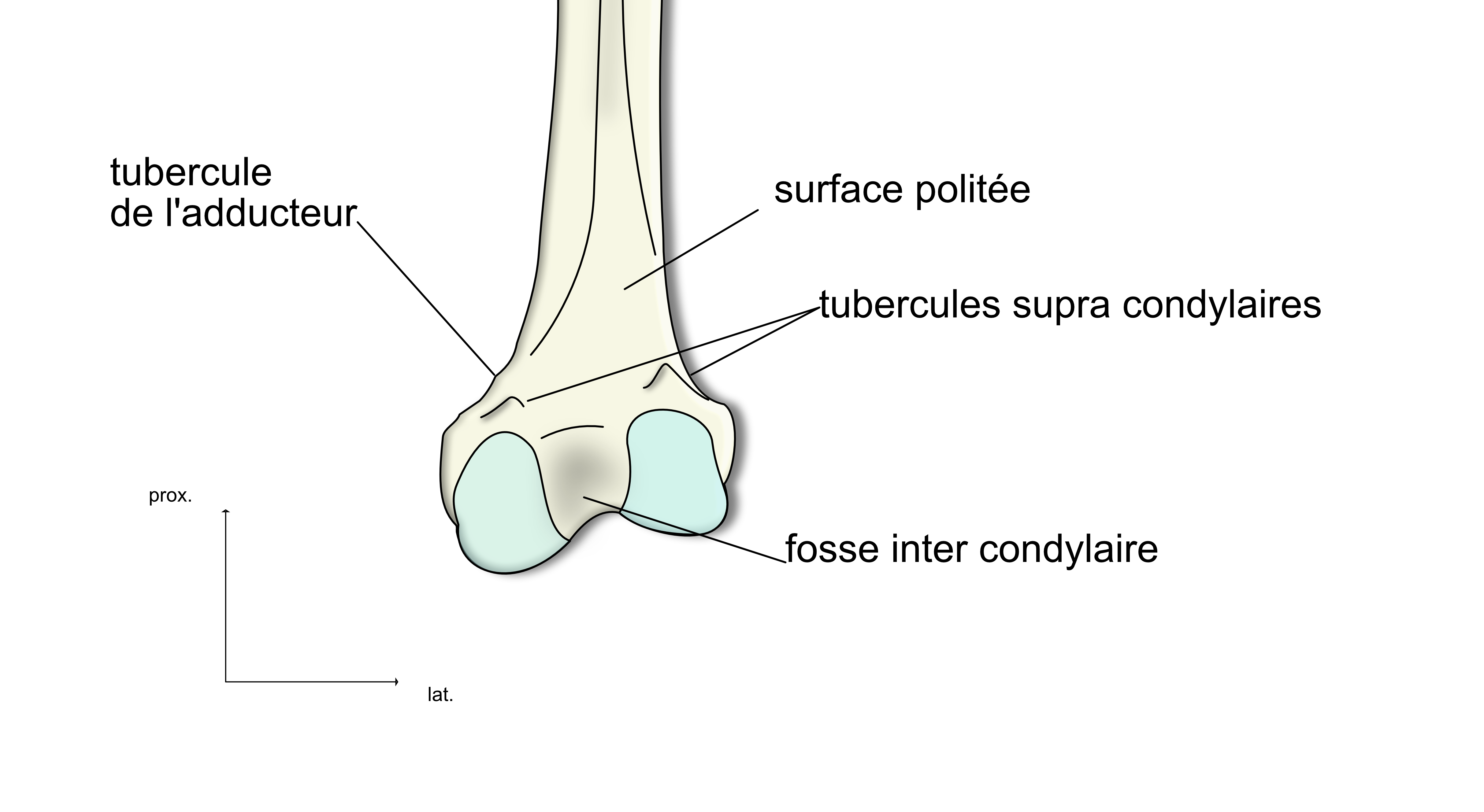 épiphyse distale du femur vue dorsale