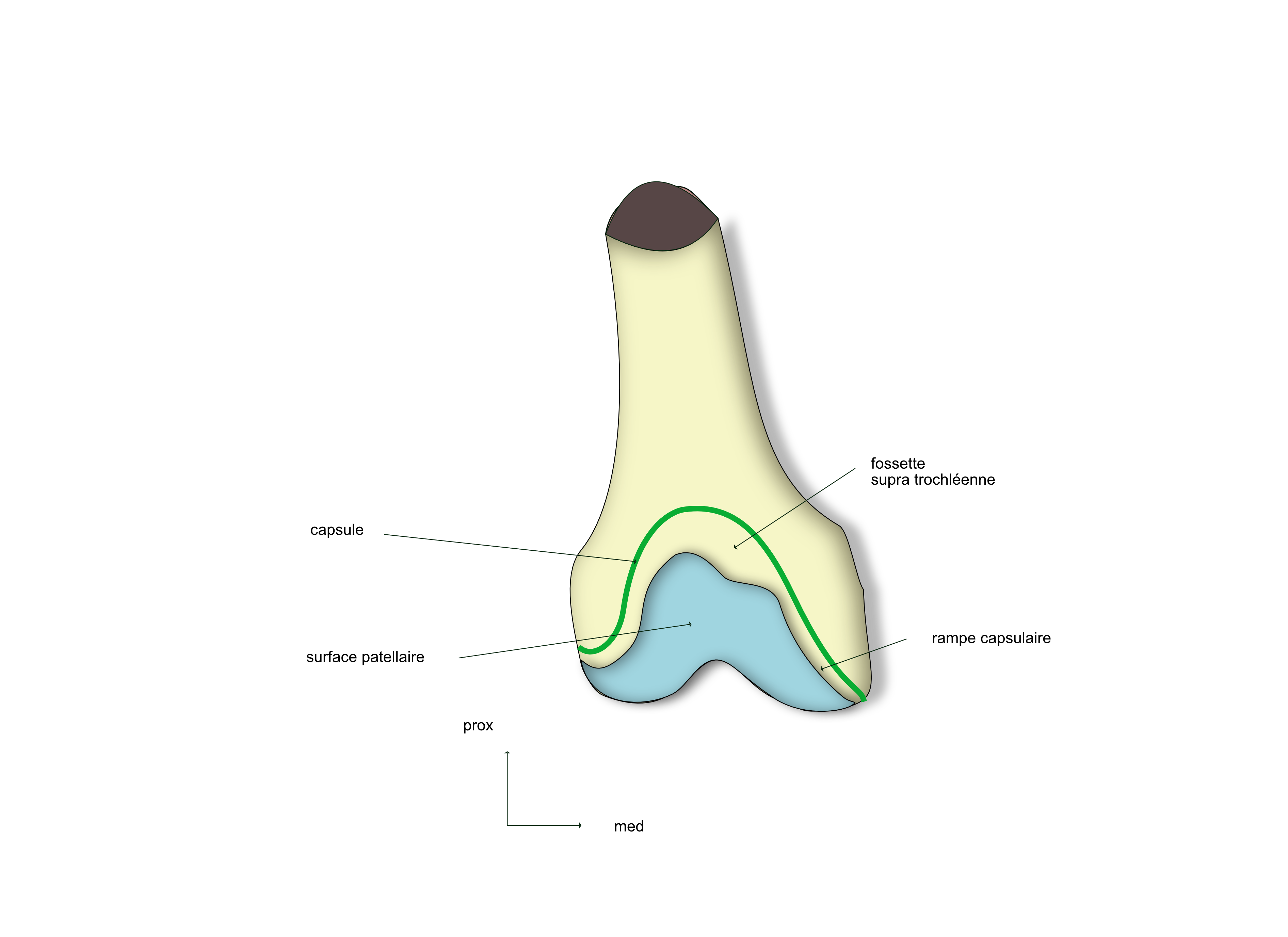 femur distal face