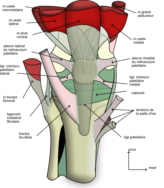 genou:vue antérieure