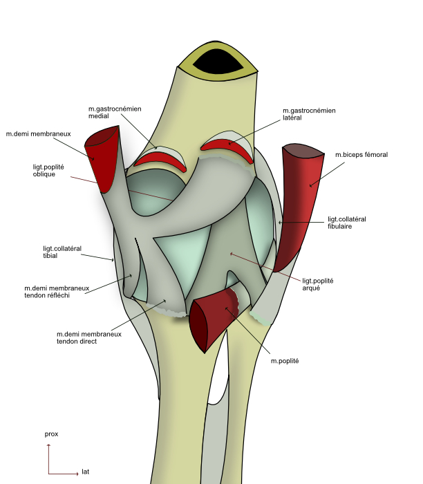 genou:vue dorsale