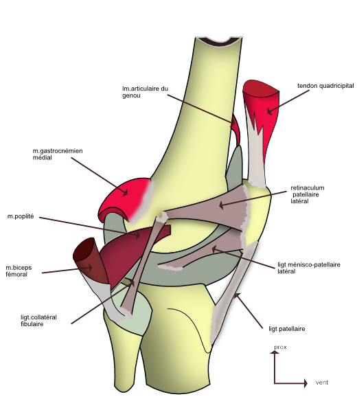 genou:vue latérale