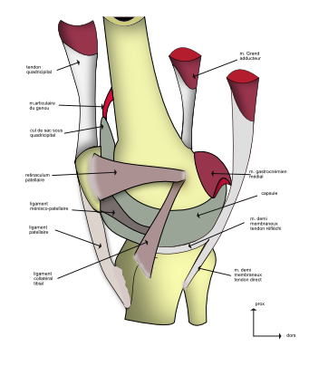 genou:vue médiale